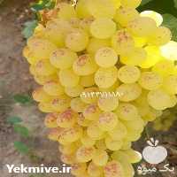 فروش نهال انگور کاشت در فصل بهار و اوایل تابستان در قزوین در گروه خرید فروش نهال - انواع گردو پسته بادام سلطانی انگور در یکمیوه