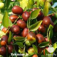 فروش نهال درخت عناب در گروه خرید فروش نهال - انواع گردو پسته بادام سلطانی انگور در یکمیوه