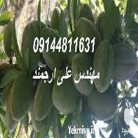 قیمت خرید نهال بادام دیرگل و مقاوم در البرز در گروه خرید فروش نهال - انواع گردو پسته بادام سلطانی انگور در یکمیوه