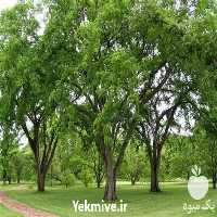 خرید و قیمت نهال داغداغان در گروه خرید فروش نهال - انواع گردو پسته بادام سلطانی انگور در یکمیوه
