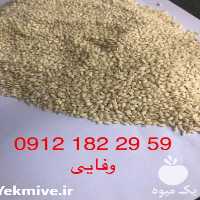 فروش کنجد سفید پوست کنده هندی در تهران در گروه خرید فروش عمده دانه های روغنی - کلزا خردل آفتابگردان بادام کنجد سویا در یکمیوه