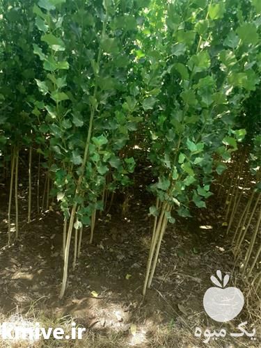 قیمت خرید نهال صنوبر در سمنان در گروه خرید فروش نهال - انواع گردو پسته بادام سلطانی انگور در یکمیوه -عکس1
