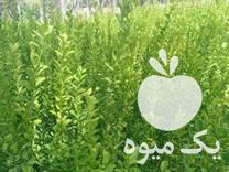 فروش نهال لیموترش یک ساله درجه یک در جهرم در گروه خرید فروش نهال - انواع گردو پسته بادام سلطانی انگور در یکمیوه -عکس1