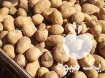 فروش بذر سیب زمینی اسپریت 99 در گروه خرید فروش عمده سیب زمینی - زودرس دیررس آگریا اسپریت اردبیل همدان در یکمیوه -عکس1