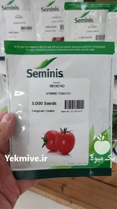 بذر گوجه فرنگی بدرو در شیراز در گروه خرید فروش بذر - انواع محصول کشاورزی گوجه کتان میوه درخت در یکمیوه -عکس1