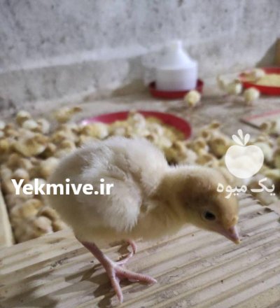 فروش جوجه بوقلمون بیوتی و برنز در گروه مرغ و خروس و بوقلمون و اردک قو قاز در یکمیوه -عکس1