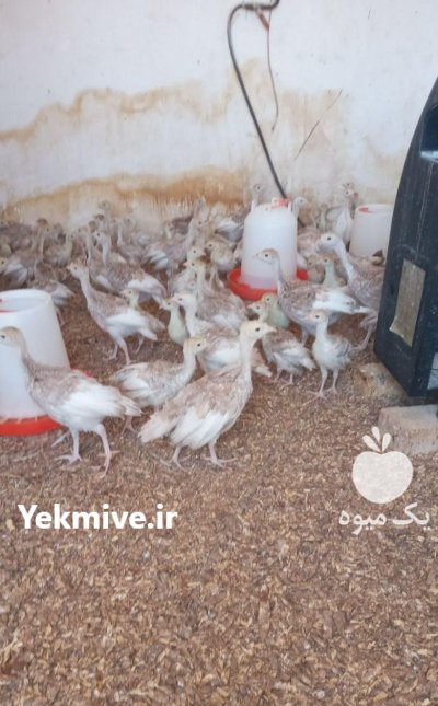 فروش جوجه بوقلمون بیوتی و برنز در گروه مرغ و خروس و بوقلمون و اردک قو قاز در یکمیوه -عکس2