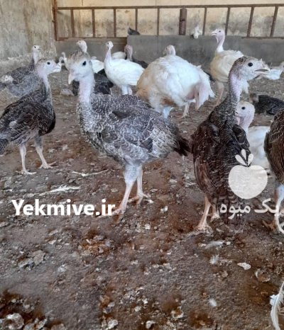 فروش جوجه بوقلمون بیوتی و برنز در گروه مرغ و خروس و بوقلمون و اردک قو قاز در یکمیوه -عکس3