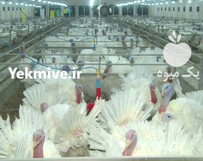 فروش جوجه بوقلمون بیوتی و برنز در گروه مرغ و خروس و بوقلمون و اردک قو قاز در یکمیوه -عکس4