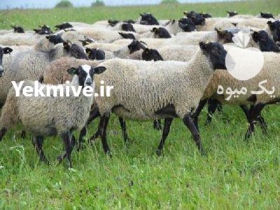 دوره آموزشی پرورش گوسفند رومانوف در گروه گاو و گوسفند و میش و بز کهره گوساله سمینتال در یکمیوه -عکس2