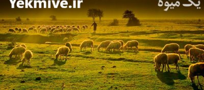 دوره آموزشی پرورش گوسفند رومانوف در گروه گاو و گوسفند و میش و بز کهره گوساله سمینتال در یکمیوه -عکس1