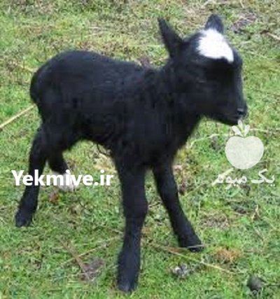 دوره آموزشی پرورش گوسفند رومانوف در گروه گاو و گوسفند و میش و بز کهره گوساله سمینتال در یکمیوه -عکس3
