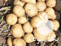 فروش سیب زمینی بذری در همدان در گروه خرید فروش عمده سیب زمینی - زودرس دیررس آگریا اسپریت اردبیل همدان در یکمیوه -عکس1