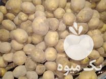 فروش سیب زمینی بذری سانتا در همدان در گروه خرید فروش عمده سیب زمینی - زودرس دیررس آگریا اسپریت اردبیل همدان در یکمیوه -عکس1