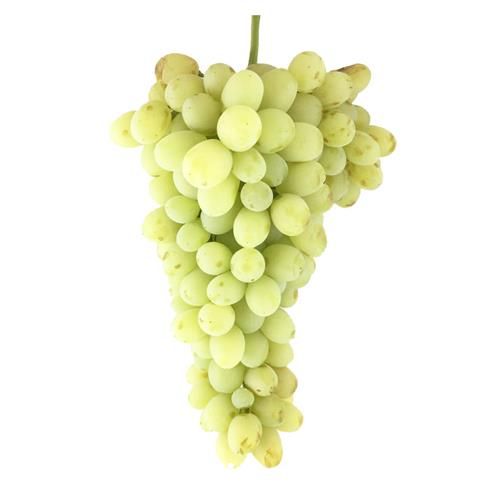 خرید نهال انگور رطبی در گروه خرید فروش نهال - انواع گردو پسته بادام سلطانی انگور در یکمیوه -عکس1