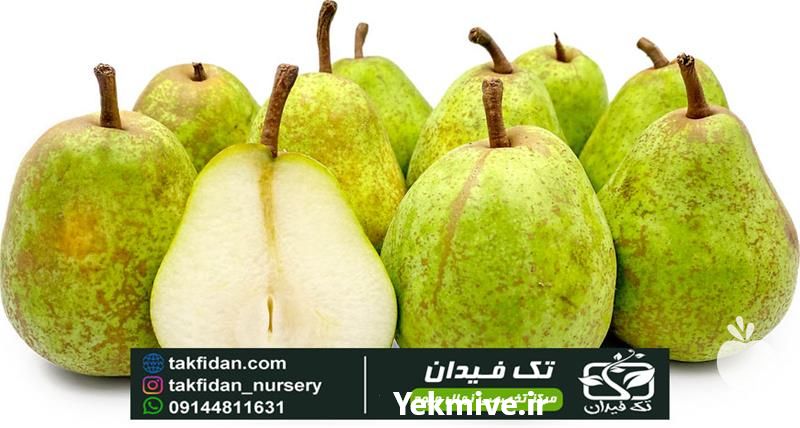 خرید و قیمت نهال گلابی لوکاس در اصفهان در گروه خرید فروش نهال - انواع گردو پسته بادام سلطانی انگور در یکمیوه -عکس1