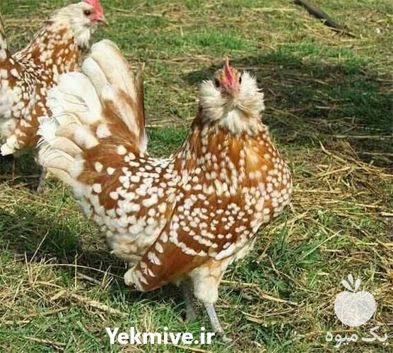 فروش انواع خاص مرغ های زینتی در زنجان در گروه مرغ و خروس و بوقلمون و اردک قو قاز در یکمیوه -عکس1