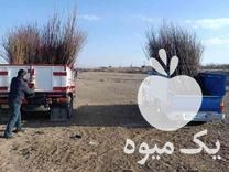 فروش انواع نهال پیوندی بامجوز رسمی از جهاد کشاورزی در قزوین در گروه خرید فروش نهال - انواع گردو پسته بادام سلطانی انگور در یکمیوه -عکس1