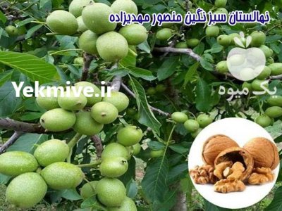 نهال گردو ژنوتیپ دیرگل در گروه خرید فروش نهال - انواع گردو پسته بادام سلطانی انگور در یکمیوه -عکس1