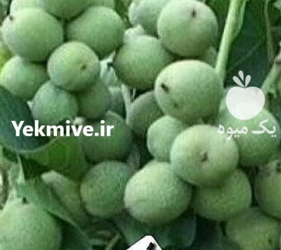 نهال گردو ژنوتیپ دیرگل در گروه خرید فروش نهال - انواع گردو پسته بادام سلطانی انگور در یکمیوه -عکس3