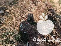 قیمت خرید انواع ارقام نهال های اصلاح شده و پیوندی در شیراز در گروه خرید و فروش نهال اصلاح شده در یکمیوه -عکس1