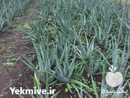 قیمت خرید بوته یک ساله آلوورا در گروه خرید و فروش گیاهان دارویی در یکمیوه -عکس1
