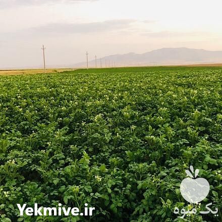 قیمت خرید سیب زمینی بذری مظفری در گروه خرید و فروش سیب زمینی در یکمیوه -عکس1