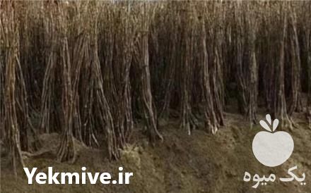 قیمت خرید نهال گردوی کاغذی در تویسرکان در گروه خرید و فروش نهال در یکمیوه -عکس1