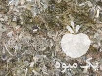 فروش ذرت علوفه ای سیلو شده پردان در گروه خرید و فروش ذرت در یکمیوه -عکس1