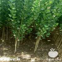 قیمت خرید نهال صنوبر در سمنان در گروه خرید فروش نهال - انواع گردو پسته بادام سلطانی انگور در یکمیوه