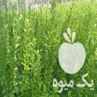 فروش نهال لیموترش یک ساله درجه یک در جهرم در گروه خرید فروش نهال - انواع گردو پسته بادام سلطانی انگور در یکمیوه