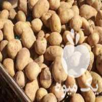 فروش بذر سیب زمینی اسپریت 99 در گروه خرید فروش عمده سیب زمینی - زودرس دیررس آگریا اسپریت اردبیل همدان در یکمیوه