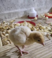 فروش جوجه بوقلمون بیوتی و برنز در گروه مرغ و خروس و بوقلمون و اردک قو قاز در یکمیوه