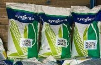 بذر ذرت اکسن چوئیت در گروه خرید فروش بذر - انواع محصول کشاورزی گوجه کتان میوه درخت در یکمیوه