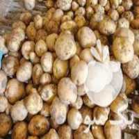 قیمت خرید سیب زمینی بذری سانته 99 وارداتی در کمیجان در گروه خرید فروش عمده سیب زمینی - زودرس دیررس آگریا اسپریت اردبیل همدان در یکمیوه