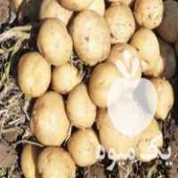 فروش سیب زمینی بذری در همدان در گروه خرید فروش عمده سیب زمینی - زودرس دیررس آگریا اسپریت اردبیل همدان در یکمیوه
