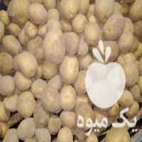 فروش سیب زمینی بذری سانتا در همدان در گروه خرید فروش عمده سیب زمینی - زودرس دیررس آگریا اسپریت اردبیل همدان در یکمیوه