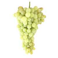 خرید نهال انگور رطبی در گروه خرید فروش نهال - انواع گردو پسته بادام سلطانی انگور در یکمیوه