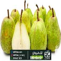خرید و قیمت نهال گلابی لوکاس در اصفهان در گروه خرید فروش نهال - انواع گردو پسته بادام سلطانی انگور در یکمیوه