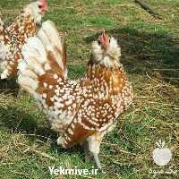 فروش انواع خاص مرغ های زینتی در زنجان در گروه مرغ و خروس و بوقلمون و اردک قو قاز در یکمیوه