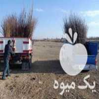 فروش انواع نهال پیوندی بامجوز رسمی از جهاد کشاورزی در قزوین در گروه خرید فروش نهال - انواع گردو پسته بادام سلطانی انگور در یکمیوه