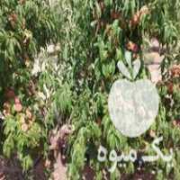 فروش انواع نهال اصلاح شده مثمر و زینتی در زنجان در گروه خرید و فروش نهال اصلاح شده در یکمیوه