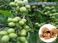 نهال گردو ژنوتیپ دیرگل در گروه خرید فروش نهال - انواع گردو پسته بادام سلطانی انگور در یکمیوه