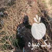 قیمت خرید انواع ارقام نهال های اصلاح شده و پیوندی در شیراز در گروه خرید و فروش نهال اصلاح شده در یکمیوه