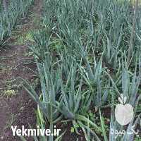 قیمت خرید بوته یک ساله آلوورا در گروه خرید و فروش گیاهان دارویی در یکمیوه