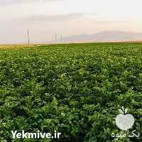 قیمت خرید سیب زمینی بذری مظفری در گروه خرید و فروش سیب زمینی در یکمیوه