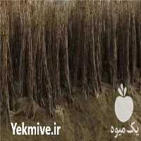 قیمت خرید نهال گردوی کاغذی در تویسرکان در گروه خرید و فروش نهال در یکمیوه