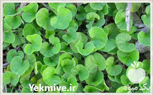 قیمت خرید بذرچمن در تهران در گروه خرید و فروش بذر چمن در یکمیوه -عکس1