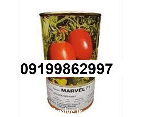 خرید بذر گوجه فرنگی مارول در گروه خرید و فروش بذر گوجه در یکمیوه -عکس1