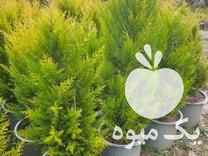 قیمت خرید کاج لاوسون طلایی گلدونی در گروه خرید و فروش گیاهان زینتی در یکمیوه -عکس1